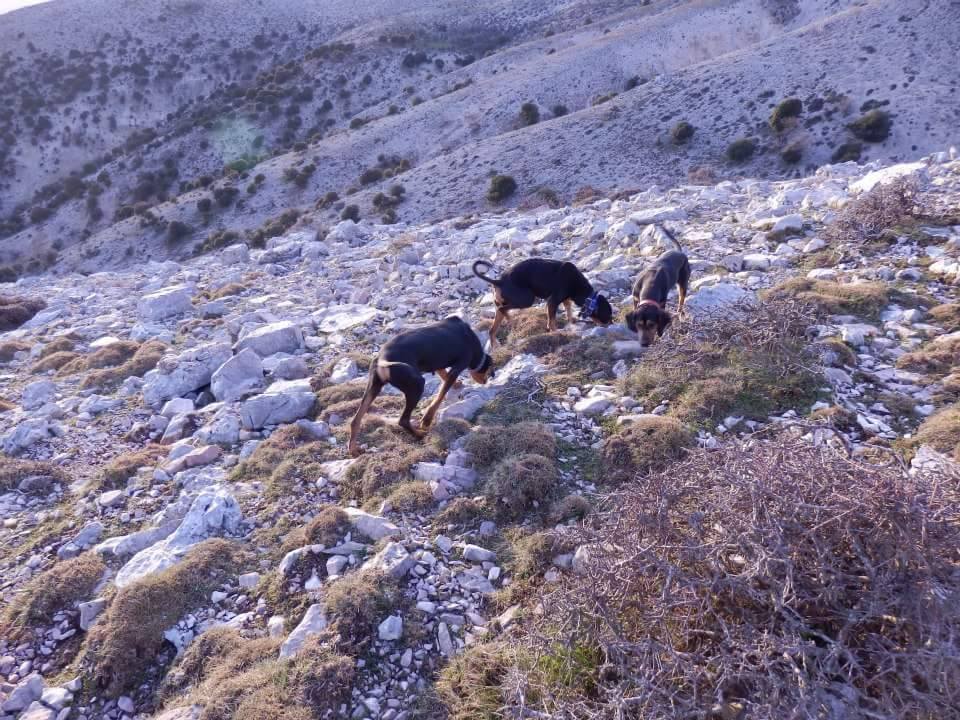 Ελληνικός Ιχνηλάτης